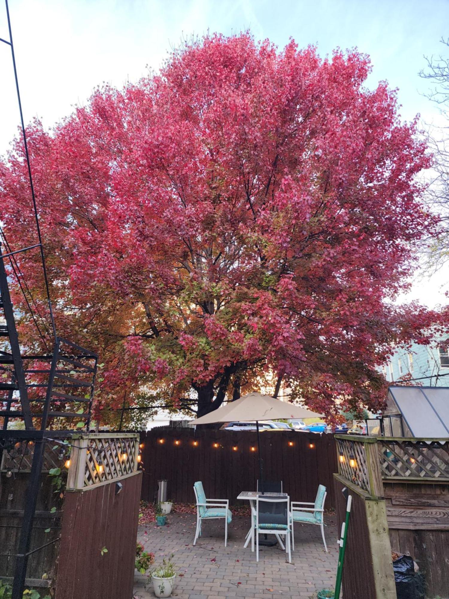 Magnolia Stay Near New York City Jersey City Zewnętrze zdjęcie